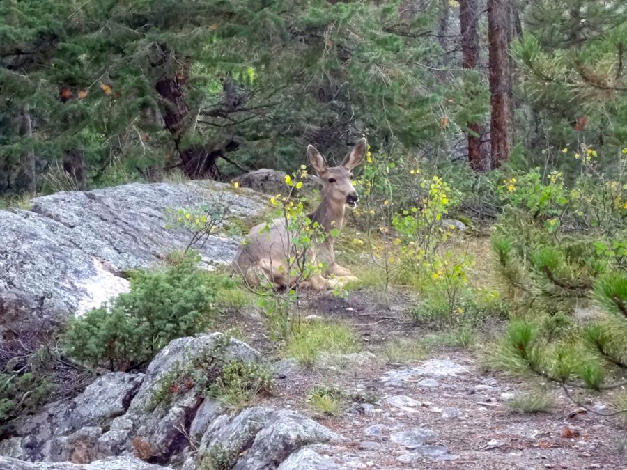 Deer laying down next to some rocks in a forest.