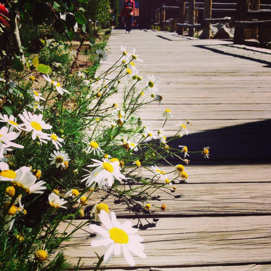 Daisy flowers lining wooden boardwalk.