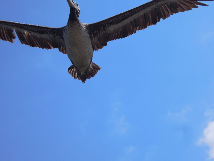 Huge birds that we sat and watched from the harbor.