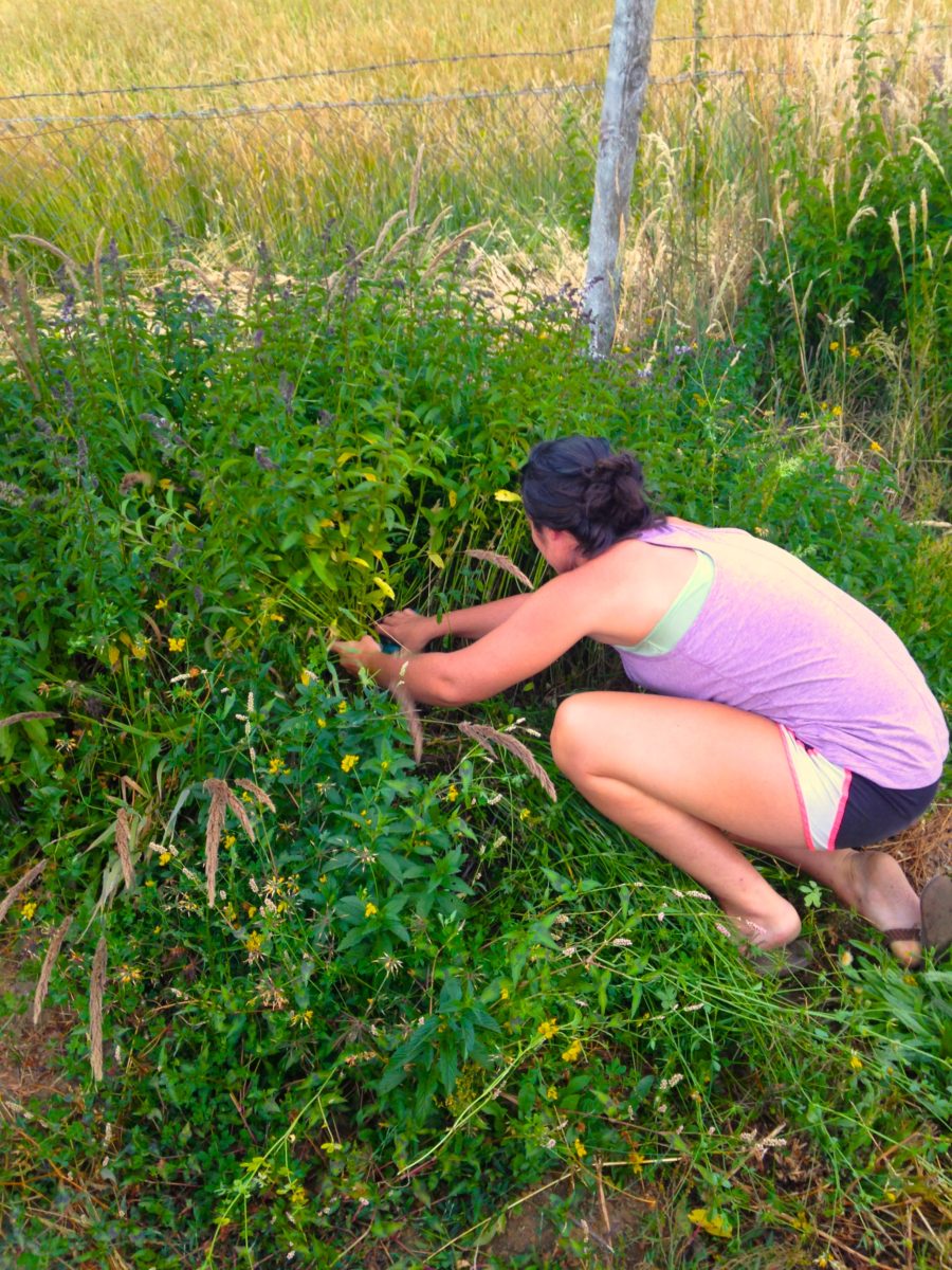 Clipping the lavender for the bee farm. They make awesome soaps, shampoo, condition, and lotions!! On top of amazing honey!!