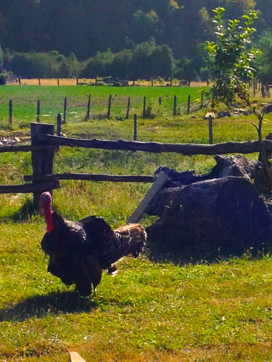 This crazy turkey tried attacking us more than once while we were working in the yard!!