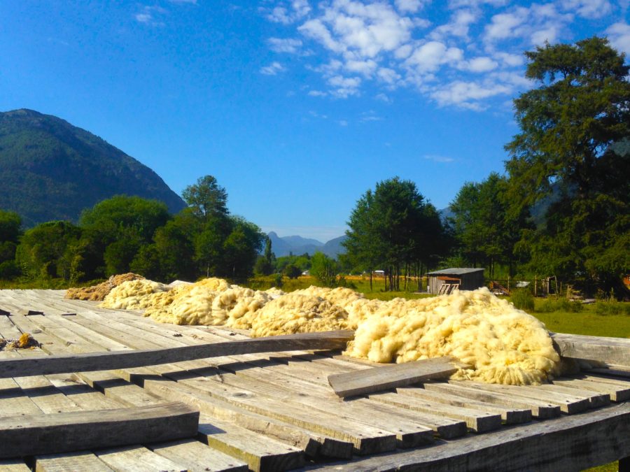 Sheeps wool sitting out to dry.
