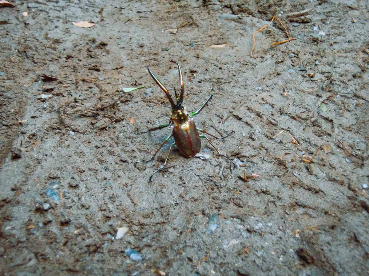 Colorful beetle stands on back legs.