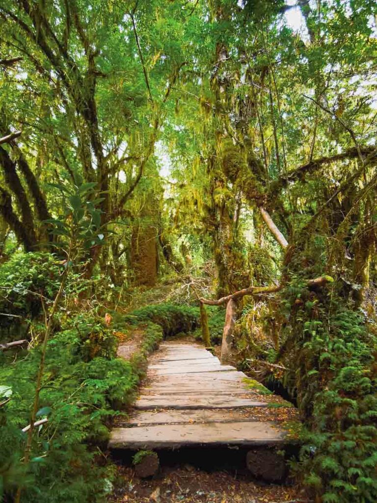 Path in a forest.