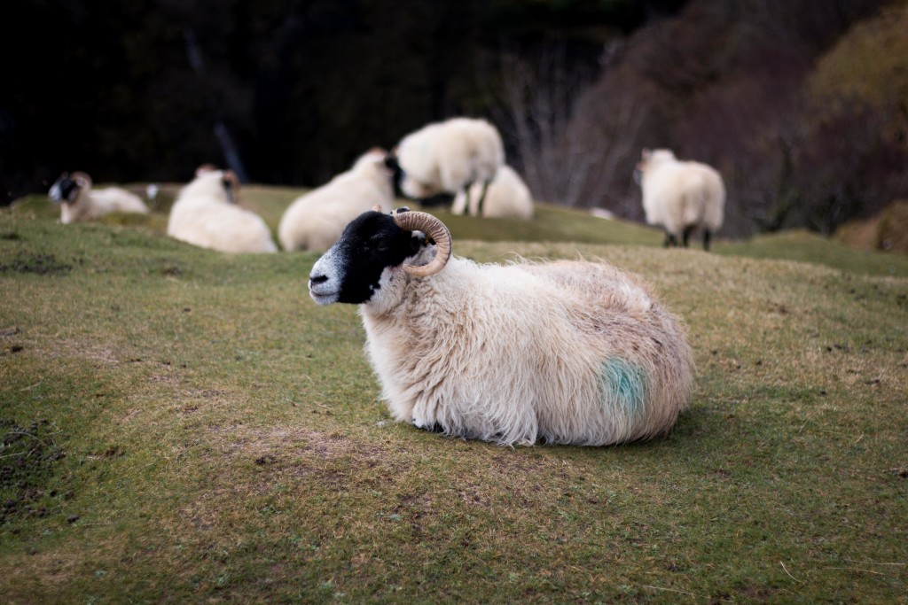 ram