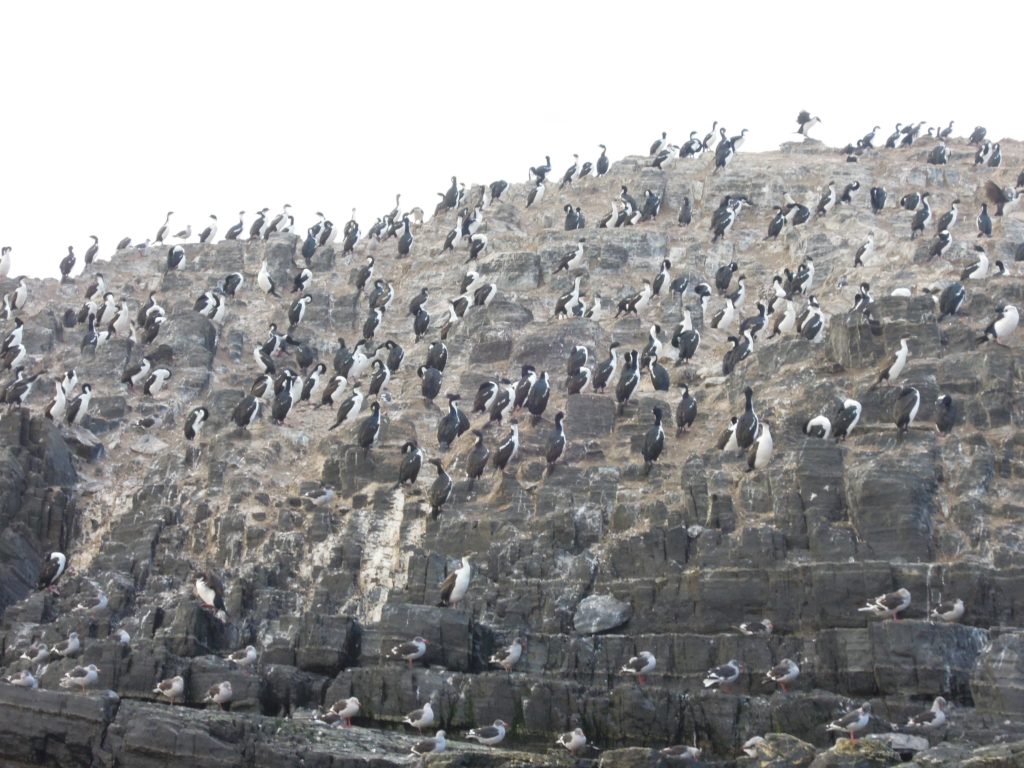 birds, Ushuaia, arboursabroad
