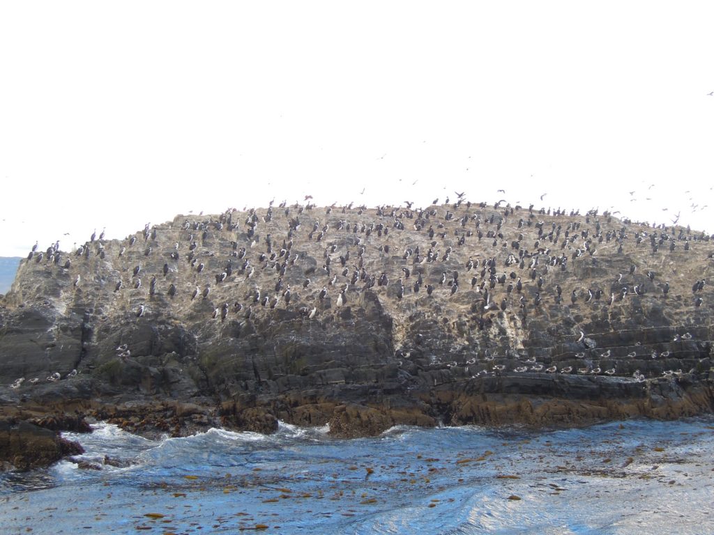 island, ushuaia, arboursabroad