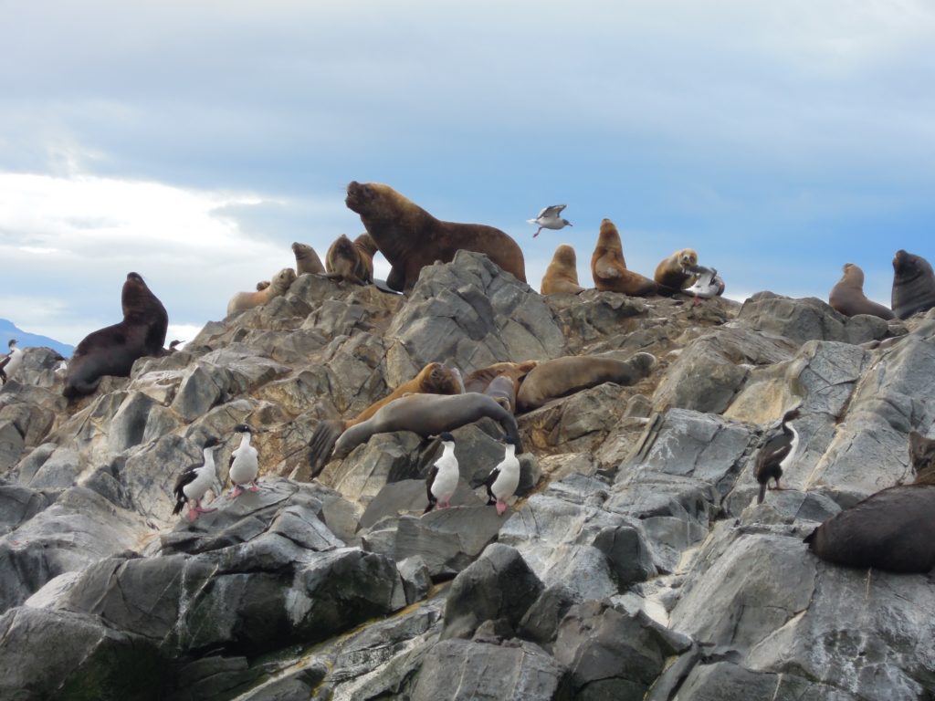Sea lion, Ushuaia, arboursabroad