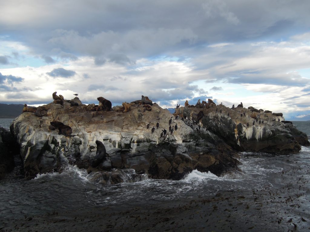 sea lions, Ushuaia, arboursabroad