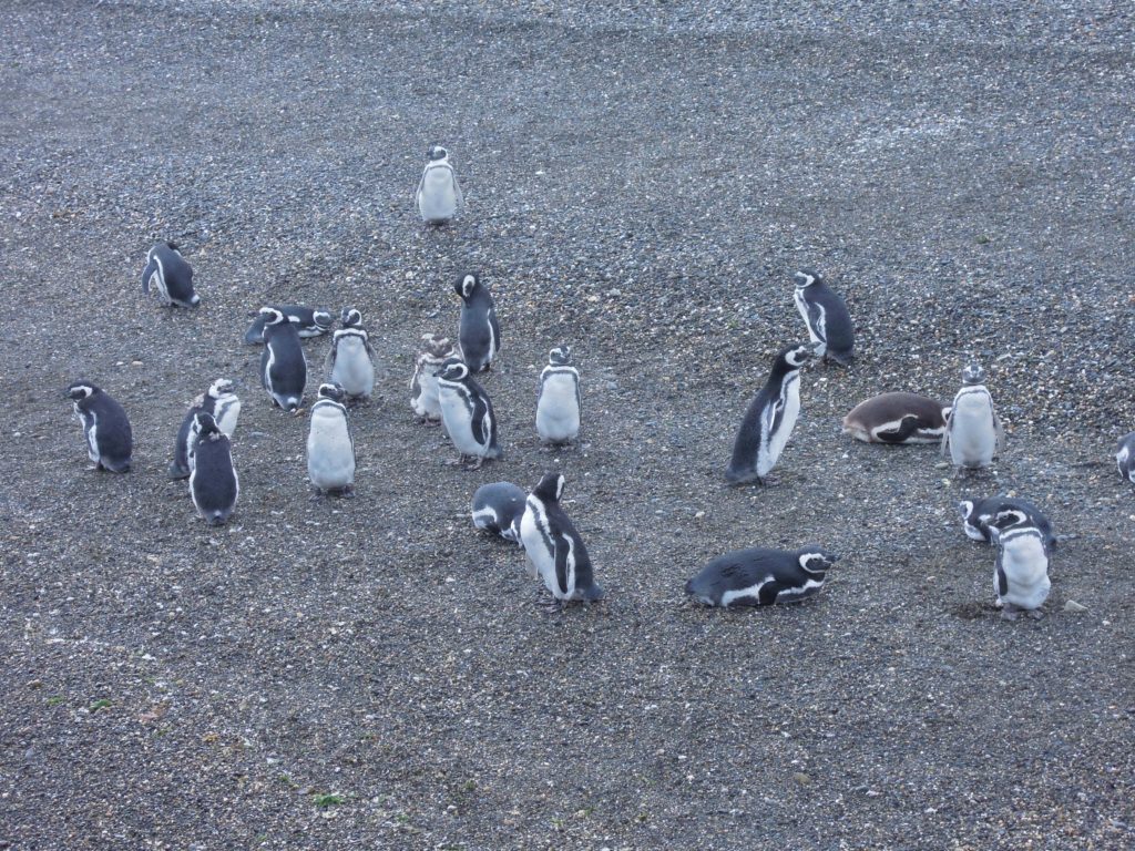 penguins, Ushuaia, arboursabroad