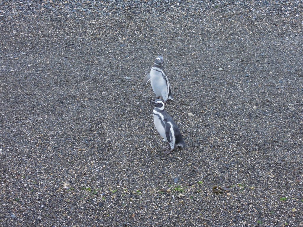 penguins, Ushuaia, arboursabroad