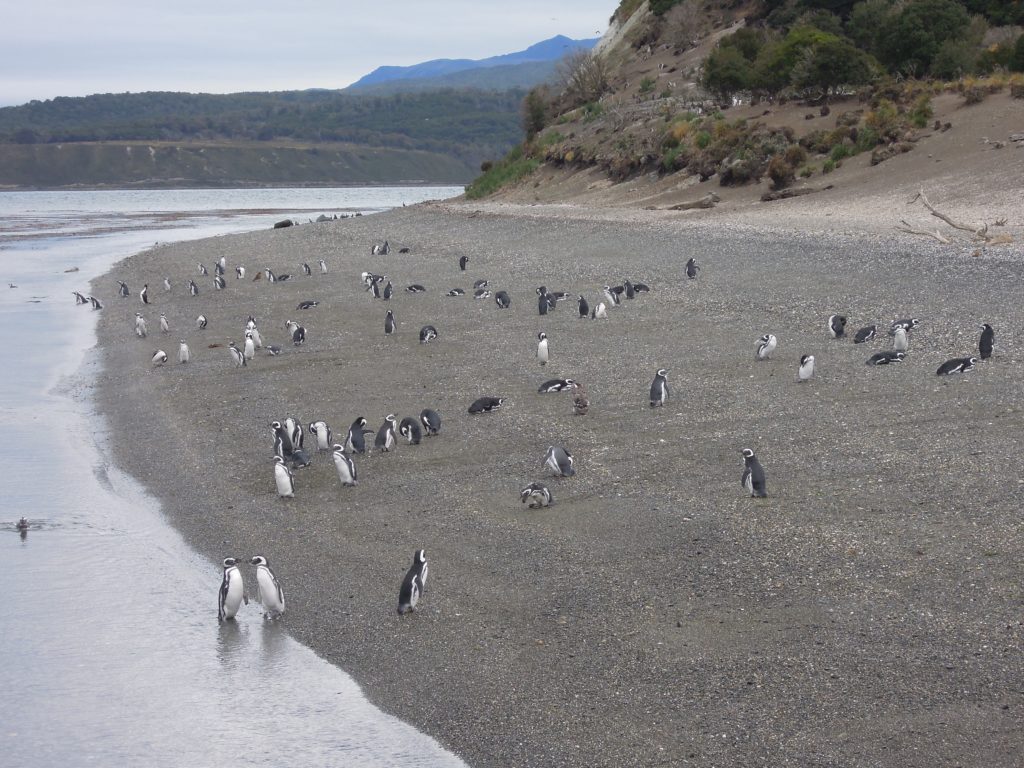 penguins, Ushuaia, arboursabroad