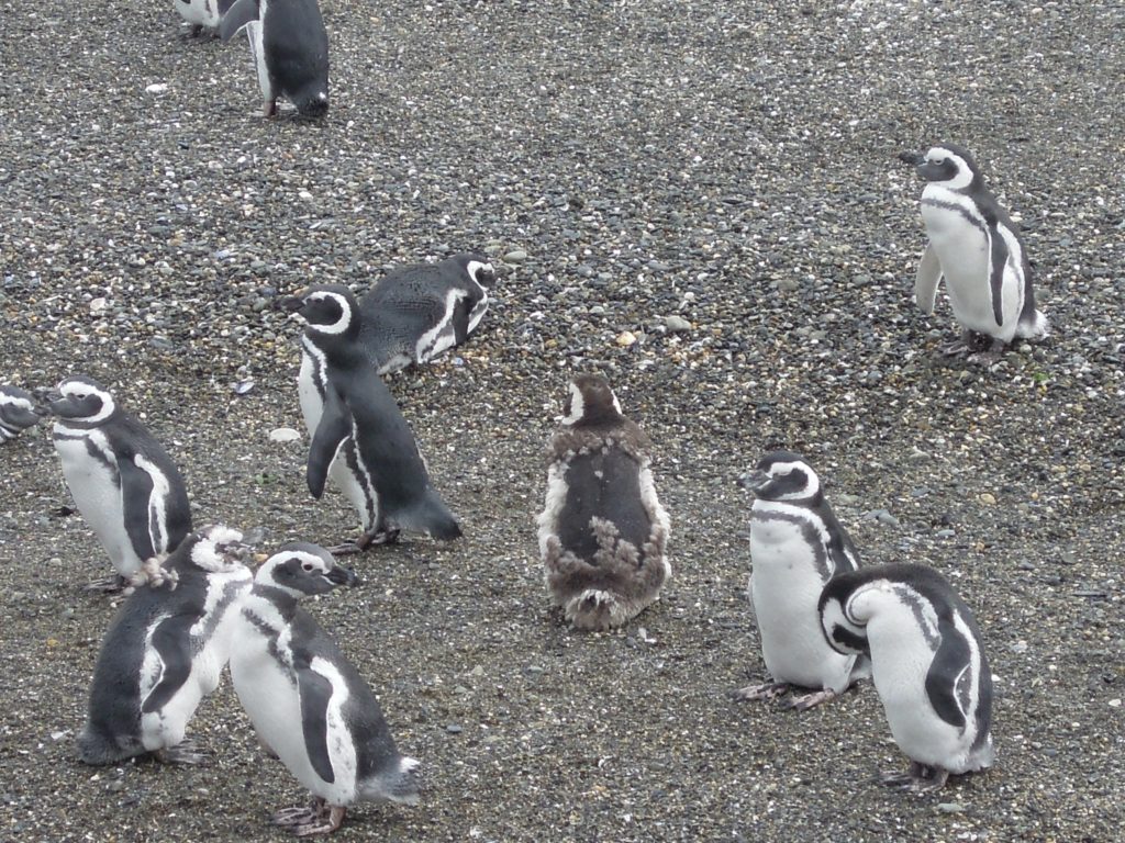penguins, Ushuaia, arboursabroad
