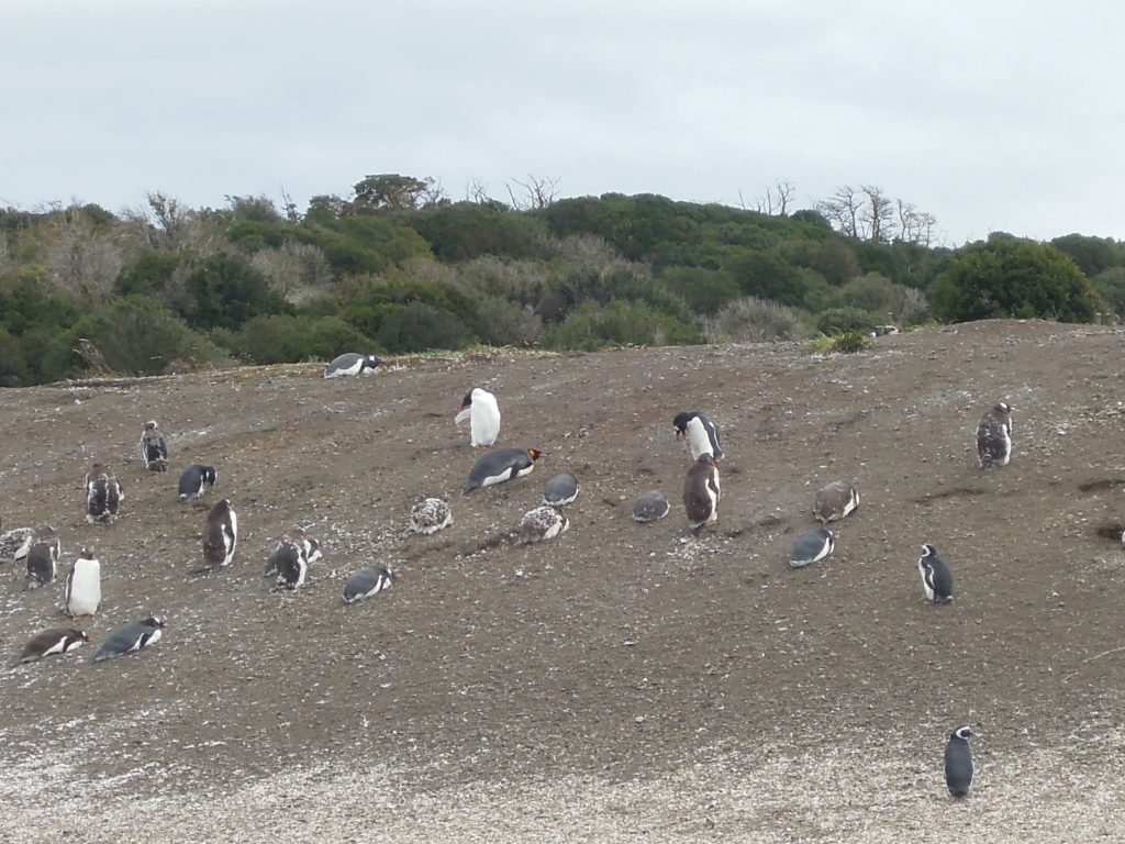 penguins, Ushuaia, arboursabroad