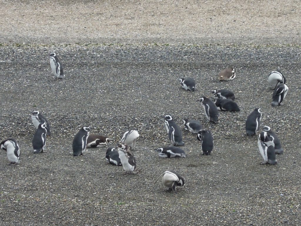 penguins, Ushuaia, arboursabroad