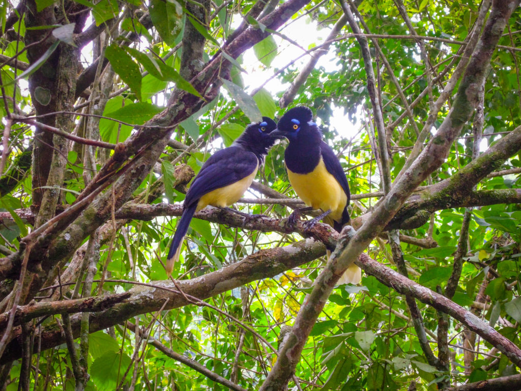 birds, Iguazu Falls, arboursabroad, wildlife