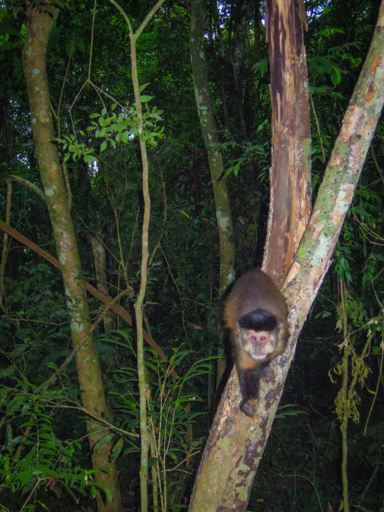 Monkey, Iguazu Falls, arboursabroad, wildlife