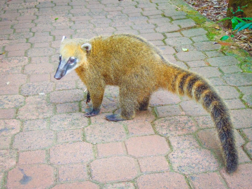 Coatis, wildlife, Iguazu Falls, arboursabroad