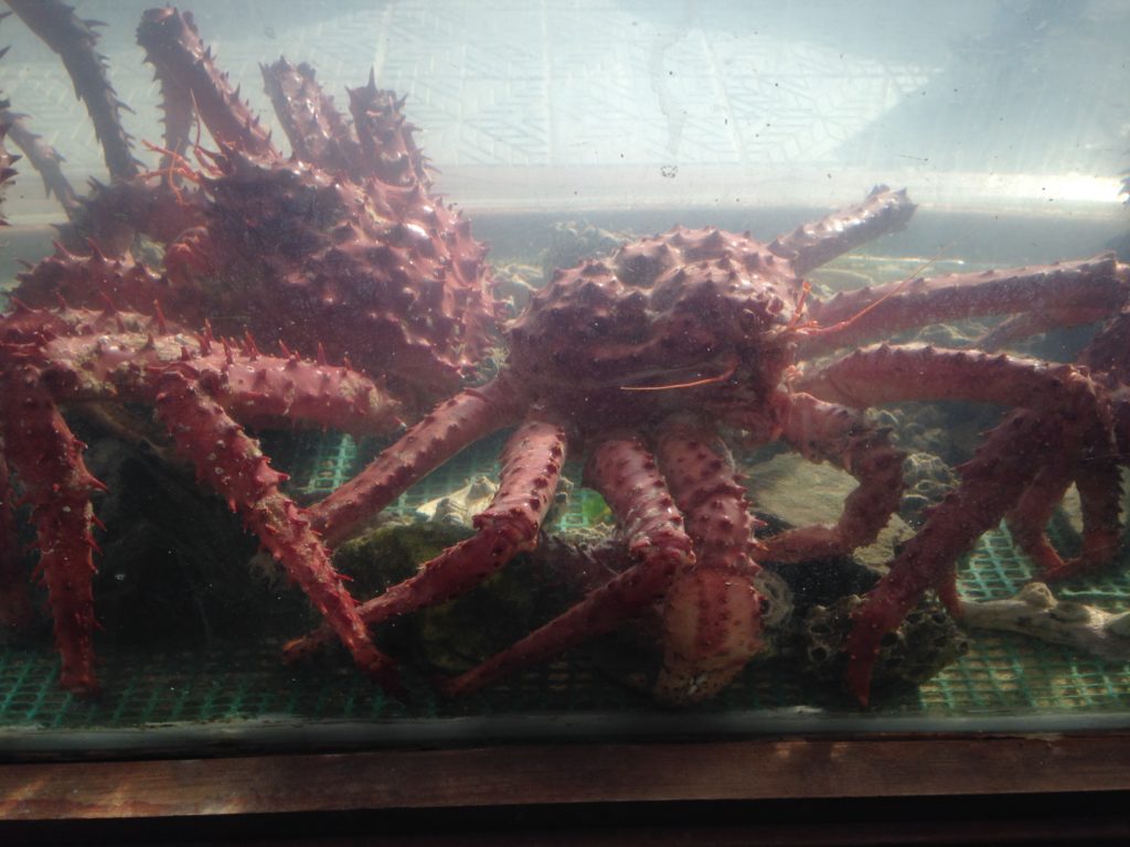 king crab, Ushuaia, arboursabroad