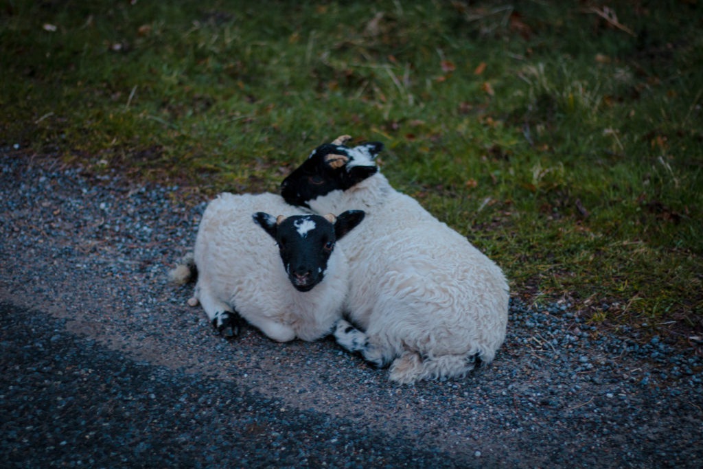 lambs, Glen Lyon, arboursabroad