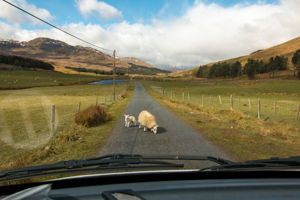lambs, traffic, arboursabroad, Glen Lyon
