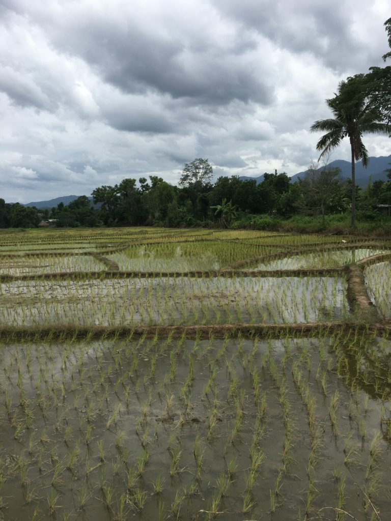 rice fields, Pai, Thailand, arboursabroad