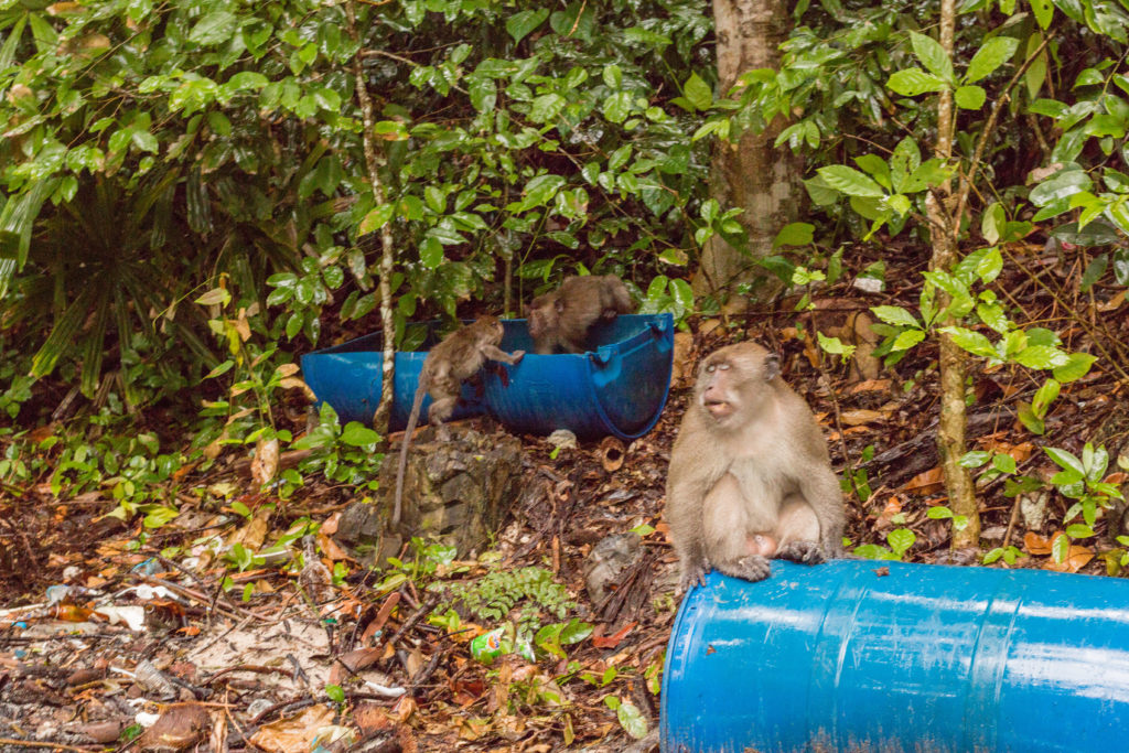 Monkey, koh phi phi, arboursabroad, Siam Snorkeling Tour