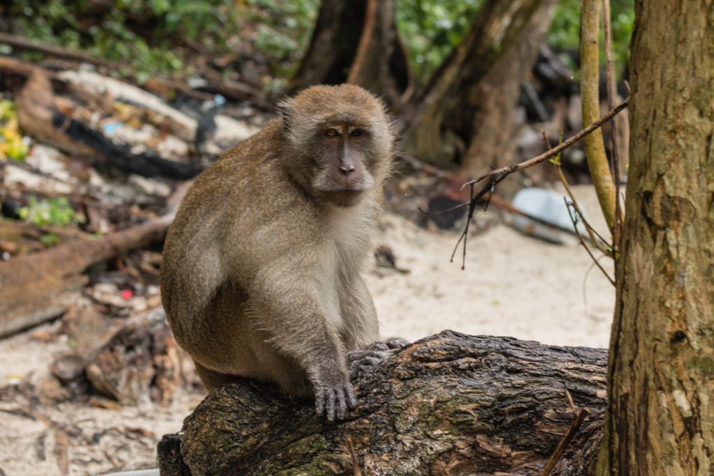 Monkey, koh phi phi, arboursabroad, Siam Snorkeling Tour