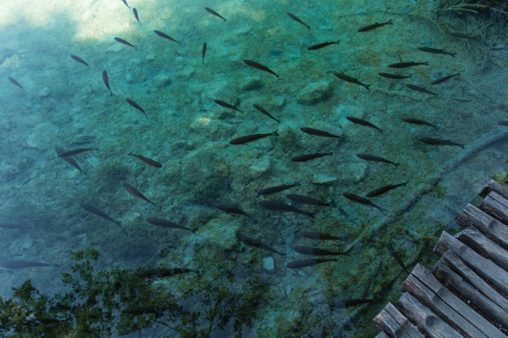 fish, lake, Croatia, Plitvice Lakes guide, arboursabroad, national park