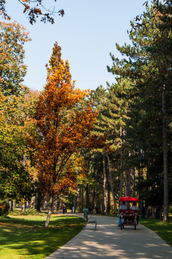 couple riding bikes through park, cycling with fall trees, Margaret Island, Margitsziget, Budapest, Hungary, arboursabroad