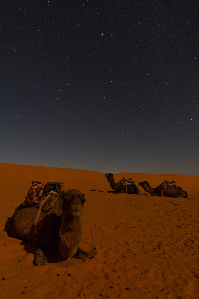 long exposure, night shot of a camel and stars, morocco, resting camels, arboursabroad