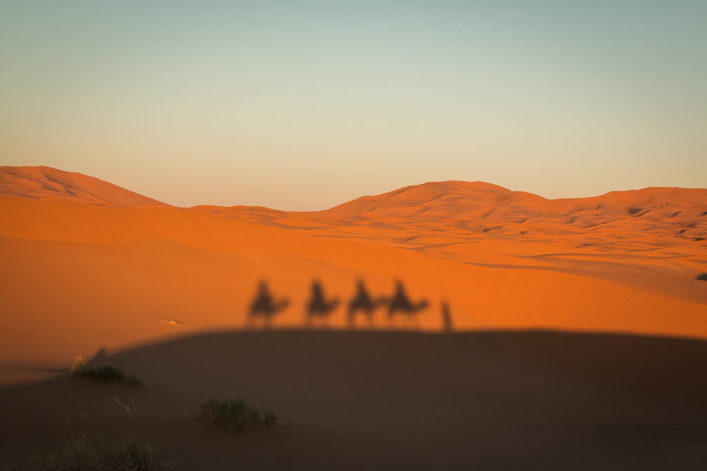 camel shadow, riding camels in Morocco, arboursabroad