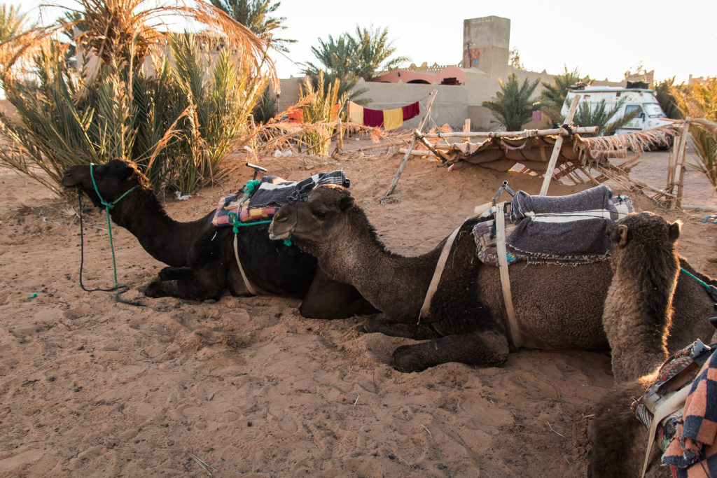 riding camels, Sahara Desert, camel trek, camels, arboursabroad, Merzouga,