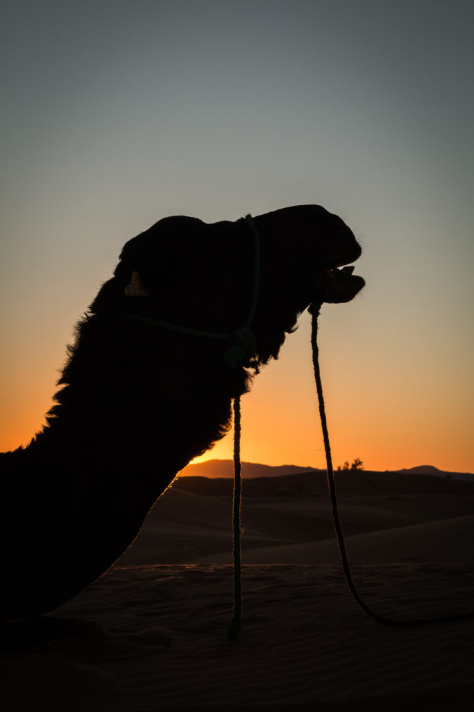 riding camels in Morocco, camel silhouette, camel at sunset, arboursabroad