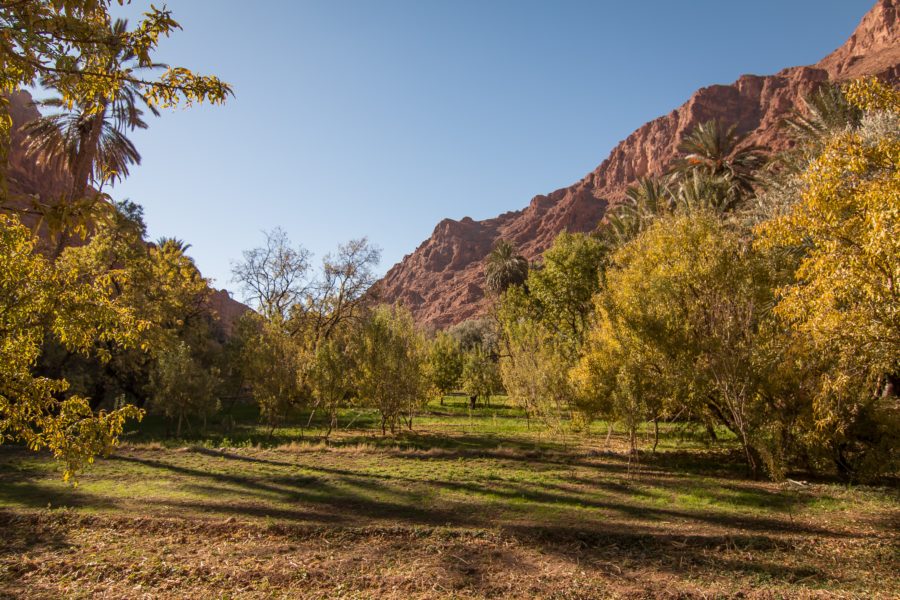farmland in canyon, Todra Gorge, Morocco, arboursabroad