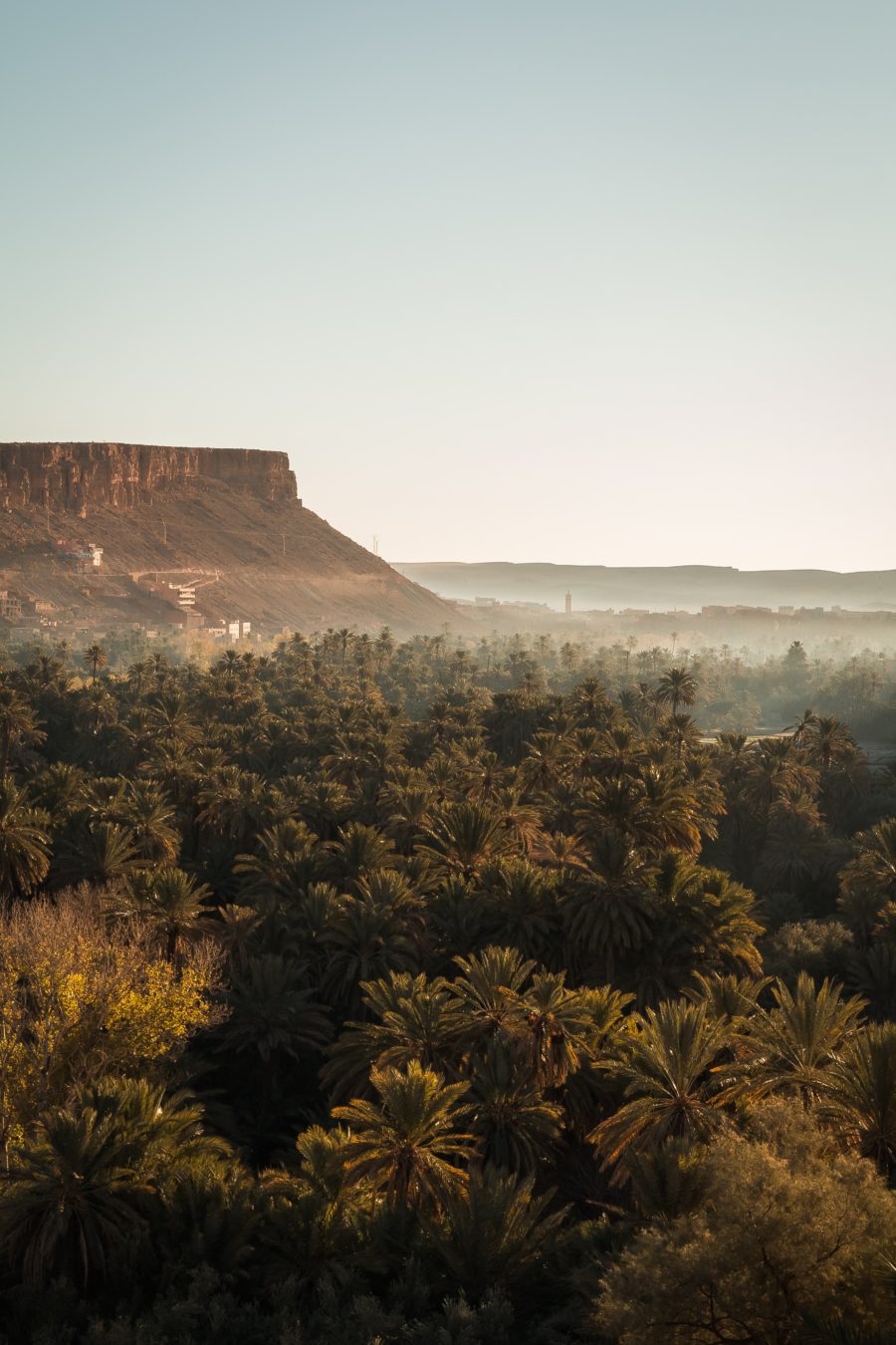 Todra Gorge, Tinghir, Morocco, palm tree and canyons, arboursabroad