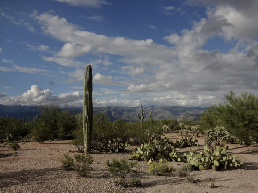 Saguaro national park, saguaro, cacti, desert, arboursabroad