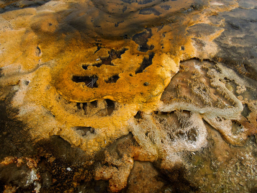 Yellowstone National Park, Wyoming, USA, Hot Spring, algae, arboursabroad