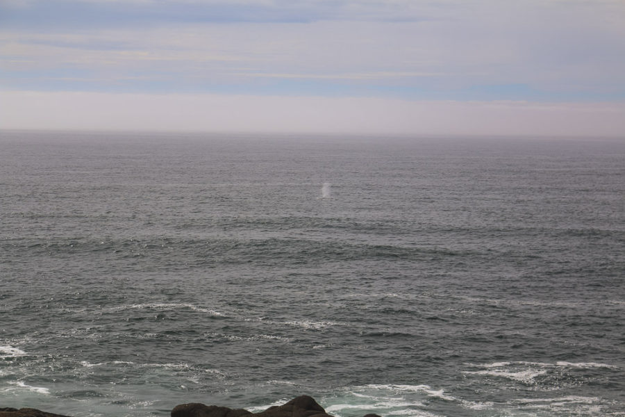 seattle to san francisco, Wild camping on pacific coast highway, highway 101, pacific coast bike route, arboursabroad, cycle packing, bikepacking, cycle touring, whale spout