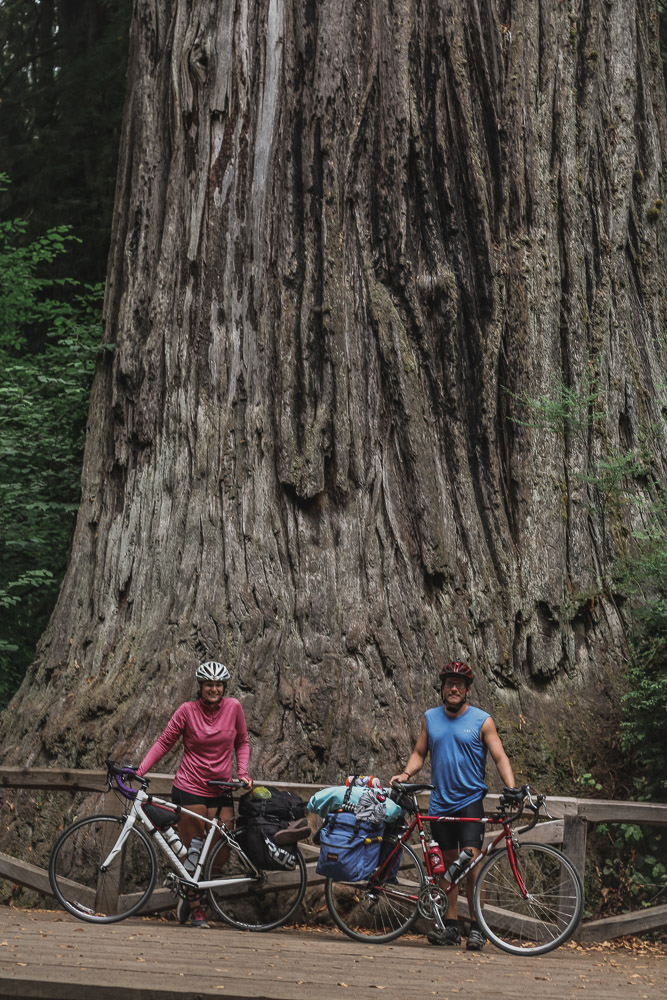 Big Tree, Redwoods National Park, California