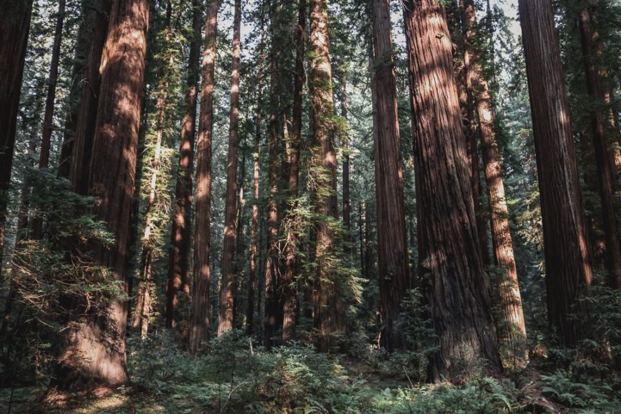avenue of the giants, Redwood trees in California