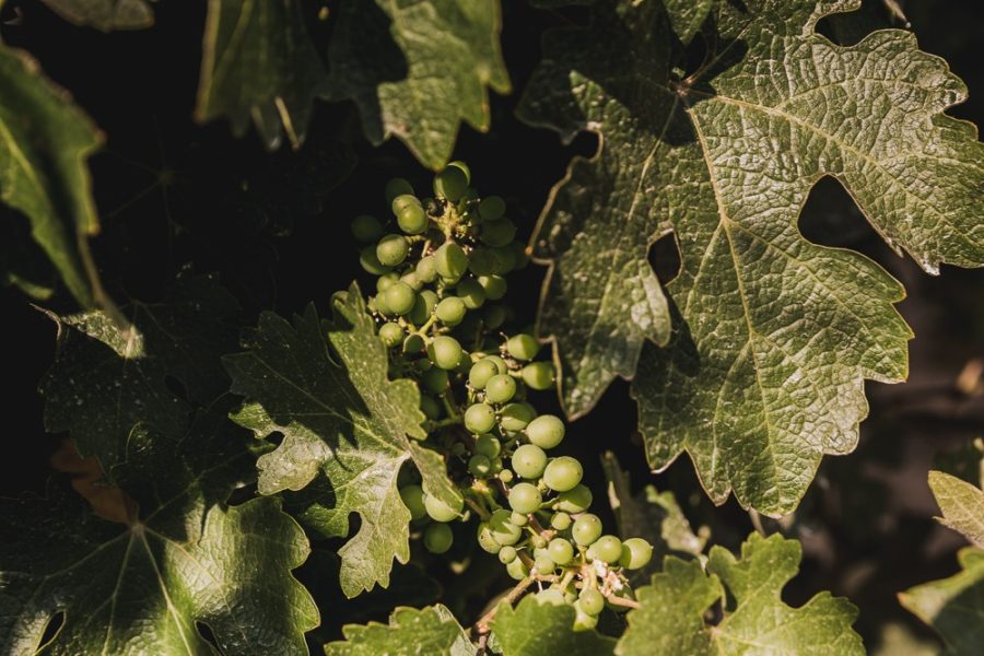 green grapes on vine at vineyard
