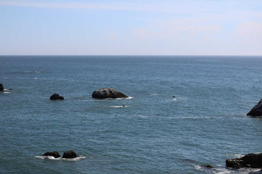 dolphins on the west coast, ArboursAbroad, most scenic drives in the world