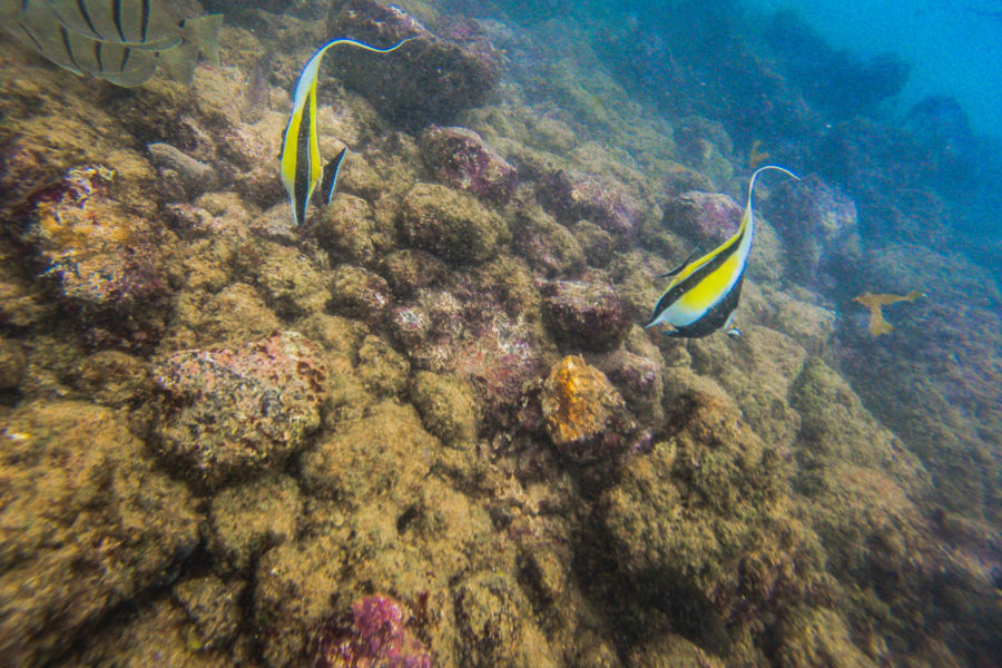 best gopro accessories for diving using a filter example, best gopro accessories, diving with filters, fish and coral, arboursabroad,