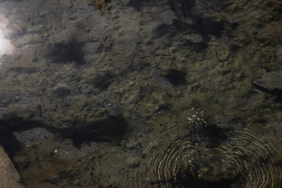 air bubbles boiling up through water in natural hot spring, ArboursAbroad