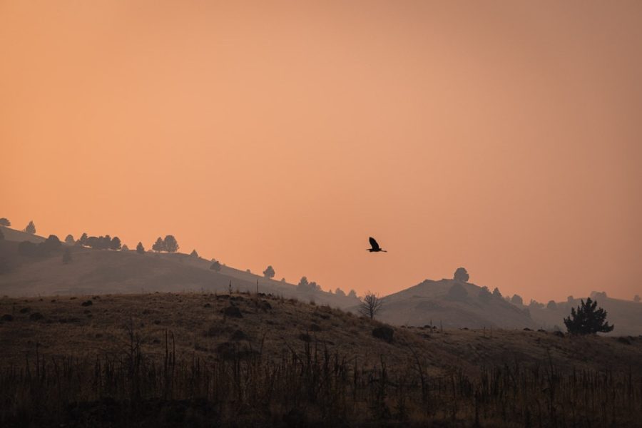 smokey sunset with blue heron flying by the mountains, ArboursAbroad