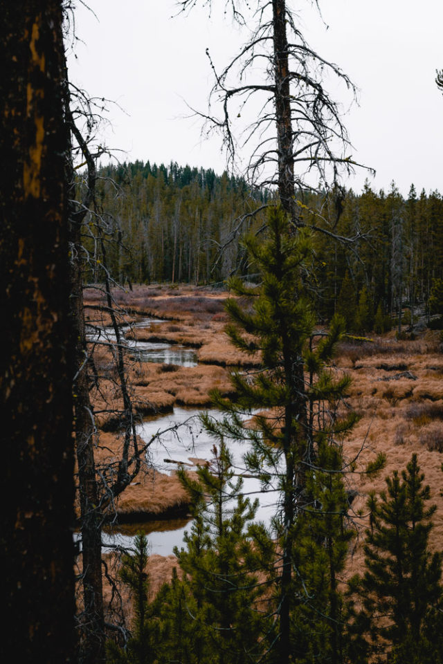 river running through Elk Meadow in Stanley, Idaho