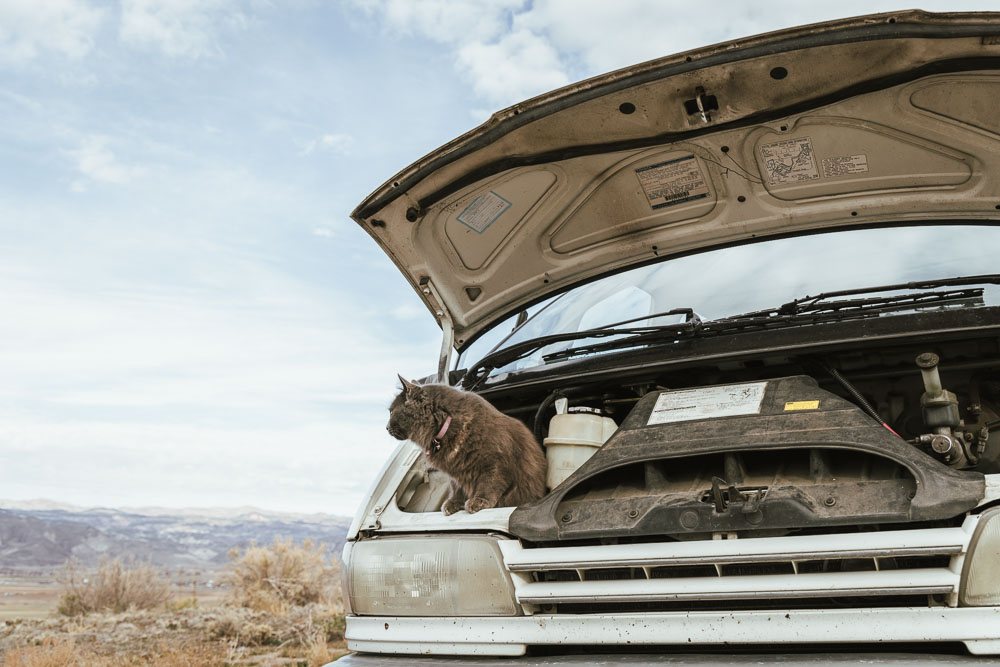 van life with a cat, Georgie Girl, cat under hood, ArboursAbroad