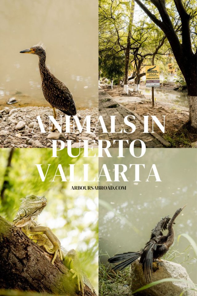 animals in Puerto Vallarta, arboursabroad.com