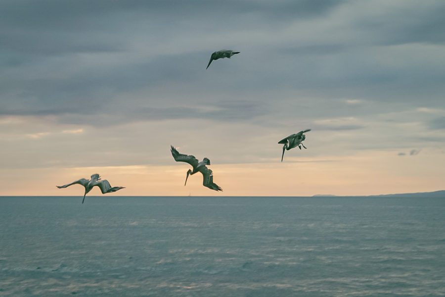 Birds of Puerto Vallarta fishing at sea, ArboursAbroad